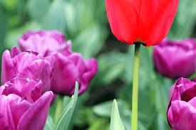 Color Combination Tulip Daytrips Canva S Design Wiki Canvas Designs Tulips Color