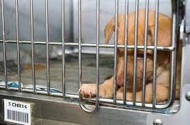 Please Do The Purple Box Click It Is Amazingly Easy The Animal Rescue Site Is Having Trouble Getting Enough People To Animal Rescue Site Dogs Animal Rescue