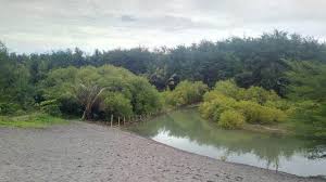 Pantai laguna ujung lancang terletak di desa merpas, kecamatan nasal dikenal dengan nama pantai laguna samudra. Kisah Tragis Penyu Laut Mati Di Pantai Laguna Tempatnya Bertelur Regional Liputan6 Com
