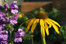 Missouri Coneflower Echinacea Paradoxa Is The Only Species In The Genus Echinacea With A Yellow Flower Color A Native Garden Yellow Flowers Colorful Flowers