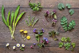 Edible wild flowers and plants. 25 Edible Wild Plants To Forage For In Early Spring