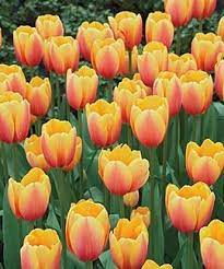 Tulip Perennial World Peace Dutch Gardens Flowers Perennials Perennials