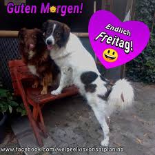 Guten Morgen Kommt Gut Und Heile Durch Diesen Freitag Der Wetterbericht Verspricht Tolles Wetter Habt Spa Wetterbericht Guten Morgen Wetter Bericht