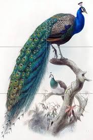 tile mural bird peacock kitchen