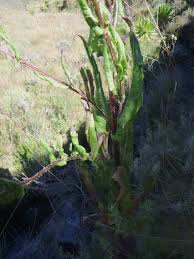 Image result for Dipsacus pinnatifidus