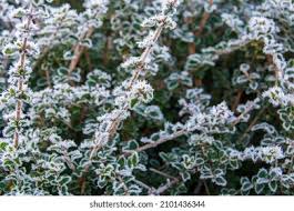 Image result for Aerva leucura