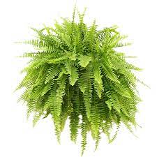 Fern Plant Botanical House Free Photo On Pixabay