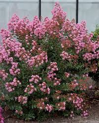 Même dans les petits espaces, les jardinières et pots nous permettent de fleurir aisément nos balcons et terrasses, mais aussi de cultiver un petit potager ! Lilas Des Indes D Ete Eveline Rose Lagerstroemia Indica Jardin Pot