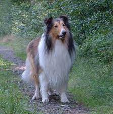 pin von barbara rathmanner auf colli collie hund langhaar collie hirtenhund