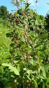 Image result for Grona ramosissima