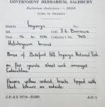 Image result for Vernonia musofensis