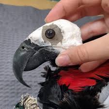 Image result for Psychotria articulata