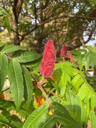 Image result for Rhus