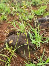 Image result for Chlorophytum affine