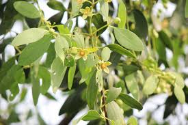 Image result for Sonneratia