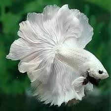 All About Water Fish Care