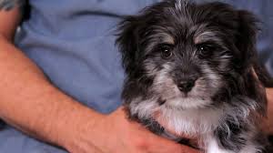Whatever name you picked for your puppy, start using it from day one! How To Teach A Puppy Its Name