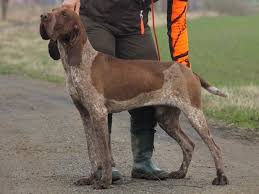 Image result for italský krátkosrstý ohař