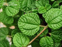 Image result for Pilea rivularis