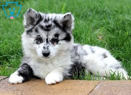 By cute pomsky • 3 years ago • homepage, buying a pomsky. Iris Pomsky Puppy For Sale Keystone Puppies
