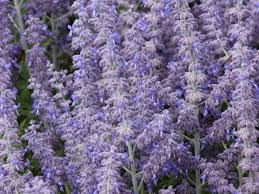 Image result for Perovskia atriplicifolia lacey blue photo