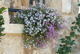 Image result for Bacopa