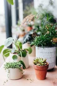I bought a 1 gallon pot with two cuttings at home depot about a year ago. These 7 Awesome Plant Stores Will Help Up Your Interior Design Game Thats Hort Guy