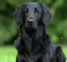 Image result for chesapeake bay retrívr