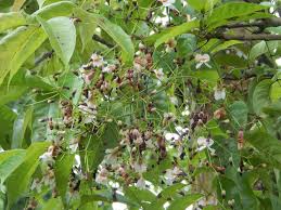 Image result for Stereospermum kunthianum