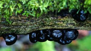 Apart from china, auricularia mushrooms are also cultivated in hawaii. King Alfred S Cakes Daldinia Concentrica Woodland Trust