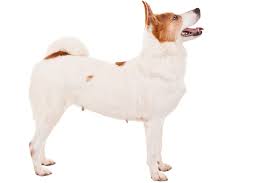 The norrbottenspets is an attentive and daring breed. The Pohjanpystykorva