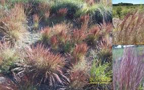 Image result for Aristida pilgeri