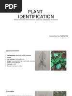 Image result for Viridivia suberosa