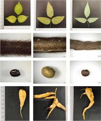 Image result for Vigna vexillata