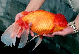 How big do goldfish get? Am I Being A Bad Mum To My Baby Oranda Ive Been Told That 20gallons Is Way To Small For Him I Got Him And Knowing No Better I Put Him In