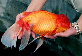 Provide a large aquarium (at least 15 gallons for each fish) with plenty of length. Greekgodx So You Want Fish Amazing But Please Read This Before Getting Fish Greekgodx