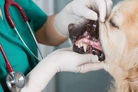 La trombocitopenia en los perros es un desorden de sangre grave que puede ocurrir en cualquier raza de perro o en mezcla. Plaquetas Bajas En Perros Que Es Sintomas Diagnostico Y Cuidados Mundo Perros