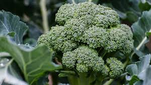 Best Companion Plants For Broccoli In The Vegetable Garden