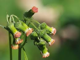 Image result for Crassocephalum crepidioides