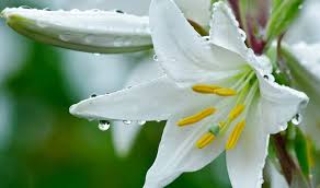 The queen of greek deities. Do You Know Lily Flower Meaning Symbolism