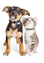 Microchipping is a permanent form of identification for your pet. Home Pet Exchange Register