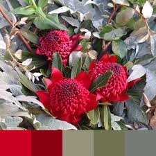 Waratah Christmas Colors Color Flowers