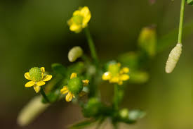 Image result for Ranunculus sceleratus