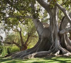 Moreton Bay Fig Walking In Nature Mother Nature Outdoor Gardens