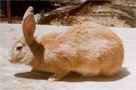 First developed in beveren, belgium during the 19th century and created from crosses of the brabanconne, st. Rabbit Breed Descriptions All Rabbit Breeds Listed A K More Links