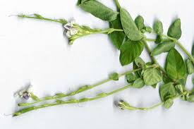 Image result for Asystasia malawiana