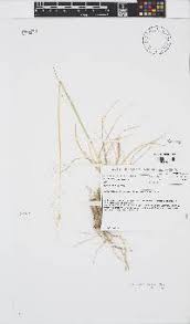 Image result for Sporobolus welwitschii