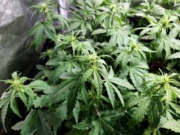 Strong grow lights will bleach and/or burn the tops of your leaves, while lights like strong led grow lights may only bleach your leaves, so it's important to understand what's happening to your plants when it comes to these issues. Cannabis Light Burn Light Bleaching Symptoms Solutions