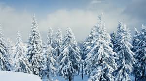 Suchen nach dem besten hintergrundbild? Wallpaper Beautiful Winter Snow Trees Forest 7680x4320 Uhd 8k Picture Image