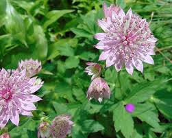Image result for Astrantia major `Roma`